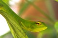 Green gecko lizard on leaf Royalty Free Stock Photo