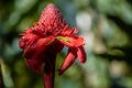 A Green Gecko Lizard on a Red Torch Ginger Flower Blossom Petal in Nature