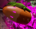 Green Gecko lizard on warm electric lamp