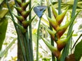 A green gecko lizard on a yellow and red heliconia stricta flower in a Hawaiian botanical garden