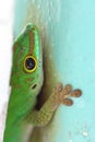 Green Gecko Macro Royalty Free Stock Photo