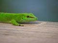 Green Gecko at Masoala rainforest