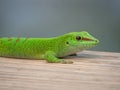 Green Gecko at Masoala rainforest