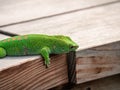 Green Gecko at Masoala rainforest