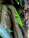 Green Gecko at Masoala rainforest