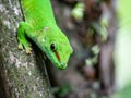 Green Gecko at Masoala rainforest