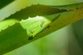 Green Gecko in natural environnement