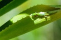 Green Gecko in natural environnement