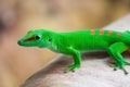 Green gecko