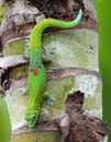 Green Gecko on a Palm trunk, Hawaii Royalty Free Stock Photo