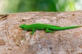 Green gecko Phelsuma Madagascar wildlife Royalty Free Stock Photo