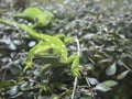 Green Gecko On Plant Macro Royalty Free Stock Photo