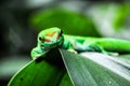 Green Geko lizard with orange head on a green leaf Royalty Free Stock Photo