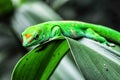Green Geko lizard with orange head on a green leaf