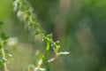Green plant with blurred background Royalty Free Stock Photo