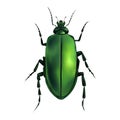 Green Geometric Beetle Insect Arthropod Variation 6 Isolated, Transparent Background