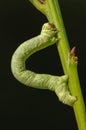 Green Geometridae caterpillar