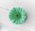 Green gerbera daisy isolated on white Royalty Free Stock Photo