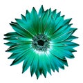 Green gerbera flower on black isolated background with clipping path. Closeup. For design. Royalty Free Stock Photo