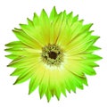 Green gerbera flower on black isolated background with clipping path. Closeup. For design. Royalty Free Stock Photo