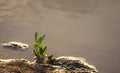 Green Germinating Plant growing by side of Water - Natural Background - Botany - Biology - Hope and Aspiration - Growth Royalty Free Stock Photo