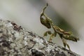The Green Ghost Mantis Royalty Free Stock Photo