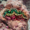 Green giant clam close-up Indian ocean Royalty Free Stock Photo