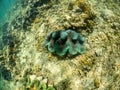 Green giant photographed underwater at sanctuary and reserv