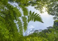 Green Giant Fern Leaves Growing in Rainforest Jungle. Reach For The Highest Sky. Concept of Hope and Ambition. Angiopteris evecta