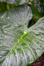 Green giant lily leaves covered with water droplets after rain Royalty Free Stock Photo