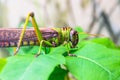 Green giant locust sits on leaves of agricultural plants, crop pest