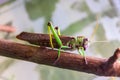 Green giant locust sits on leaves of agricultural plants, crop pest