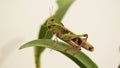 Green Giant locust sitting on a green leaf of a plant close up on white background