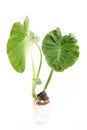 Green giant taro Royalty Free Stock Photo