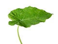 Green giant taro Royalty Free Stock Photo