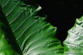 Green giant taro leaves with dark background Royalty Free Stock Photo