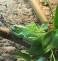 Green giant tree frog sitting on a branch Royalty Free Stock Photo