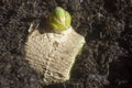 Green ginger root sprouts planted in soil Royalty Free Stock Photo