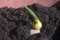 Green ginger root sprouts planted in soil
