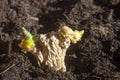 Green ginger root sprouts planted in soil Royalty Free Stock Photo