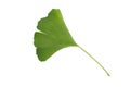 Gingko Biloba leaf isolated on white background Royalty Free Stock Photo