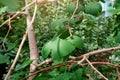 Green Ginkgo Biloba (Maidenhair Tree) leaves and branches in the garden