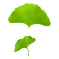 Green ginkgo leaf