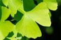 Green ginkgo leaf, also ginkgo biloba, gingko or maidenhair tree Royalty Free Stock Photo