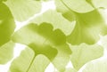 Green ginkgo leafs - Ginkgo biloba