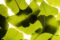 Green ginkgo leafs - Ginkgo biloba