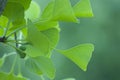 Green ginkgo leaves