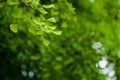 Green ginkgo trees in the park