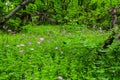 Green glade with beautiful pink flowers Royalty Free Stock Photo