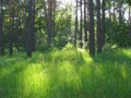 Green glade with bright sunspots in wild forest